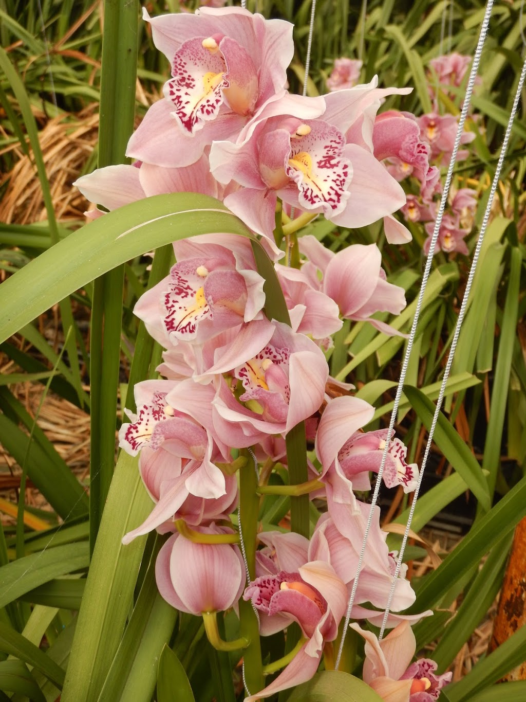 Bosch Orchids | Yale Rd, Chilliwack, BC V4Z 0A9, Canada | Phone: (604) 795-3555