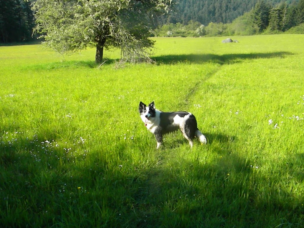 Deluxe Dog Sitting Digs | Elizabeth Dr, Salt Spring Island, BC V8K 1J5, Canada | Phone: (250) 537-5959