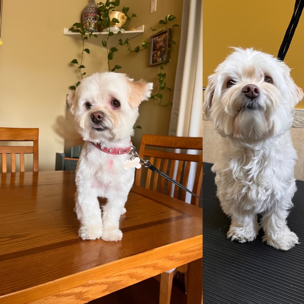 Doggie Care Services | 7059 Victoria Dr, Vancouver, BC V5P 3Y9, Canada | Phone: (236) 889-1026