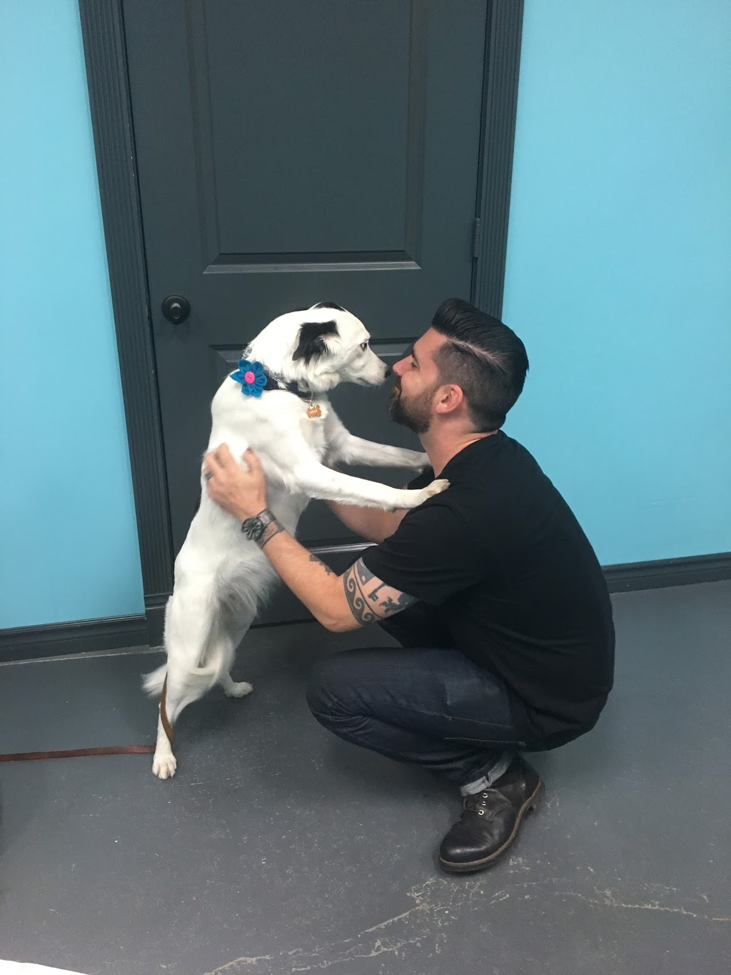 Crown K9 Services | 312 Grays Rd #4, Hamilton, ON L8E 1V5, Canada | Phone: (905) 928-7387