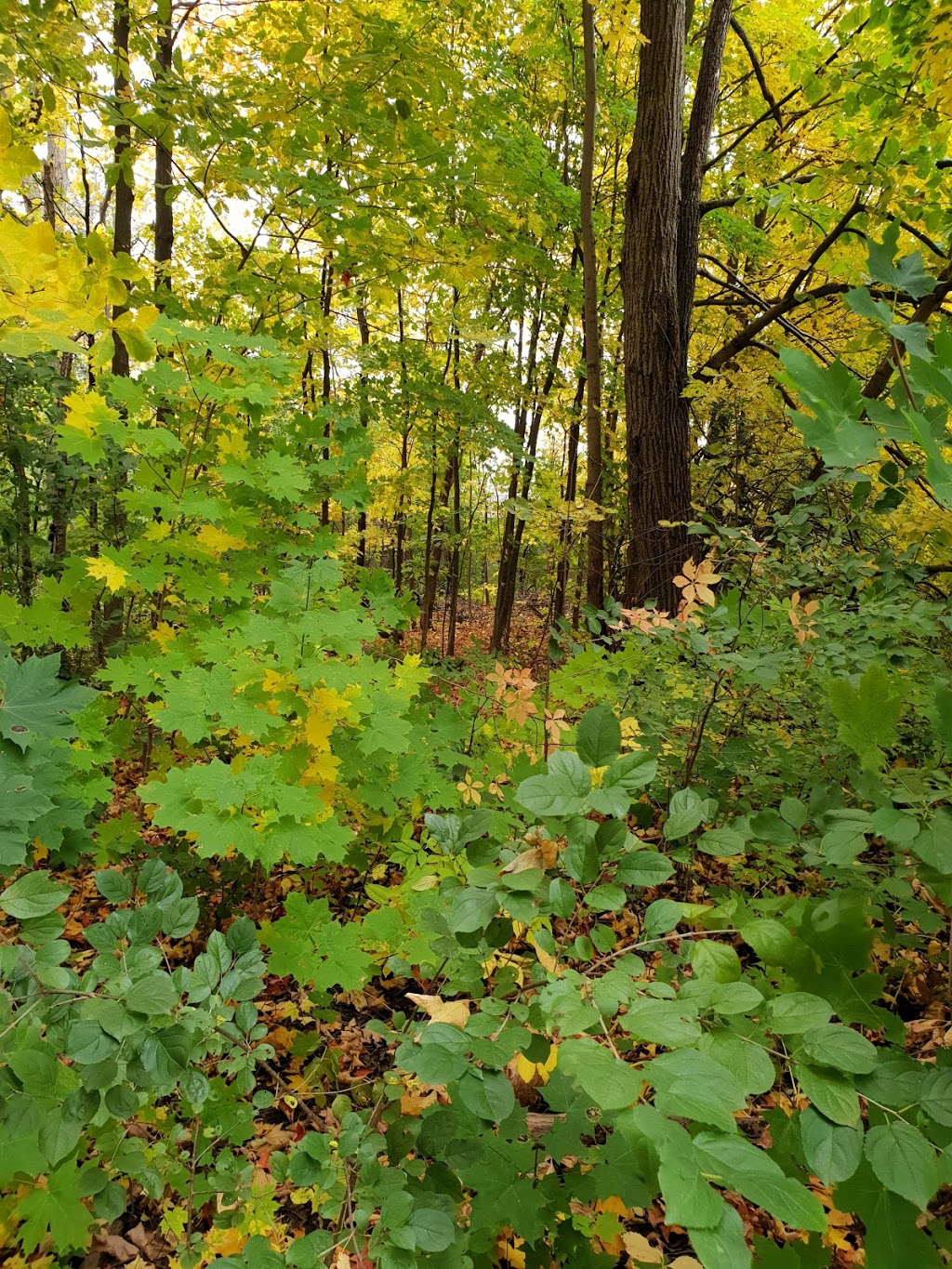 Richvale Greenway Park | Unnamed Road, Richmond Hill, ON L4C 5J2, Canada