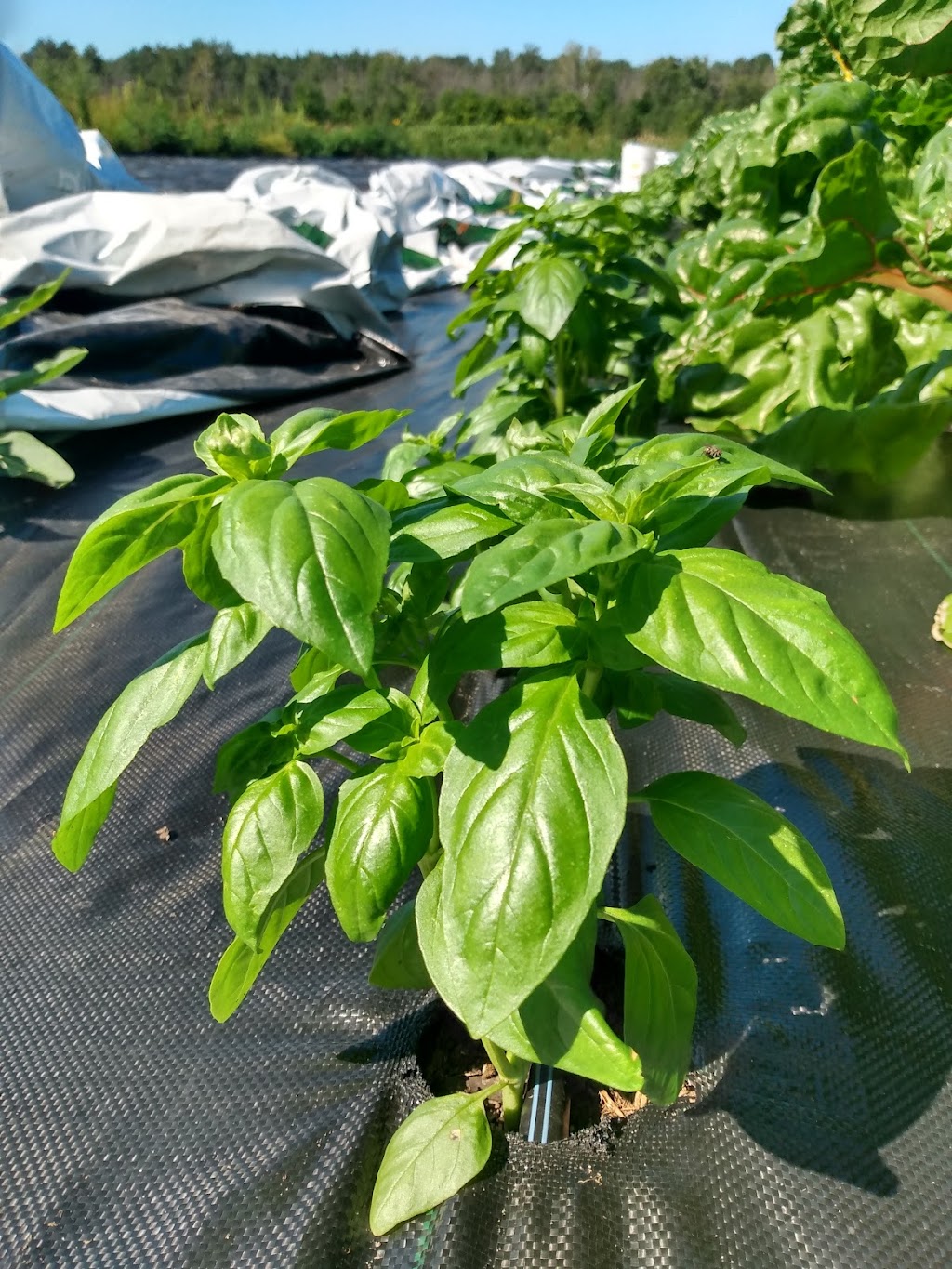 Veghead Farm | 18 Walgate Ave, Nepean, ON K2E 6M2, Canada | Phone: (613) 716-0939