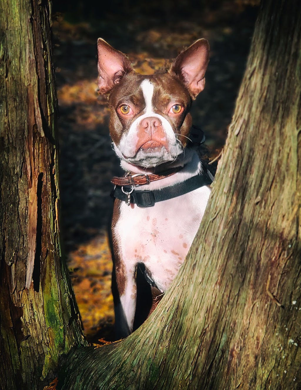 Perfect Dog For Life Off Leash K9 Training | 2092 Foreman Rd RR6, Cambridge, ON N1R 5S7, Canada | Phone: (519) 222-8686