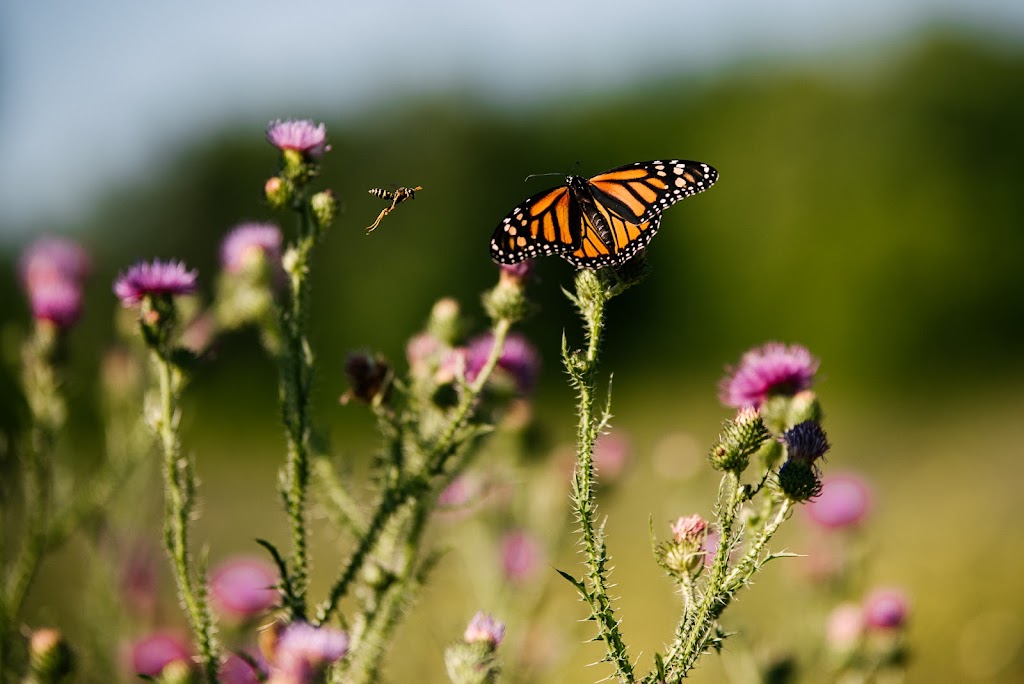 The Bee Spot | 695 County Rd 4, Tamworth, ON K0K 3G0, Canada | Phone: (705) 559-3269