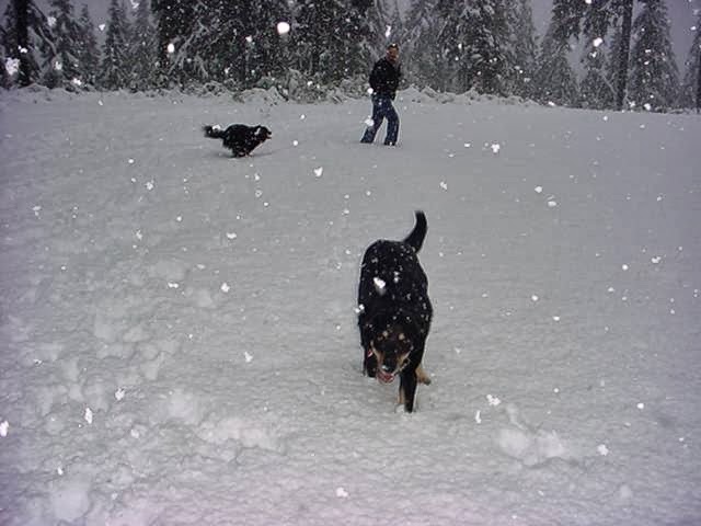 Dash-Hound Pet Services | 1314 Mahon Ave, North Vancouver, BC V7M 3M3, Canada | Phone: (604) 985-0697