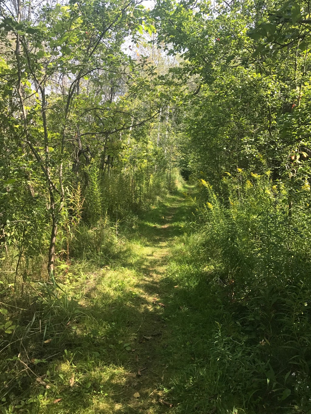 Mindfulness Psychotherapy | 80 Centre St, Thornhill, ON L4J 1E9, Canada | Phone: (416) 878-5667