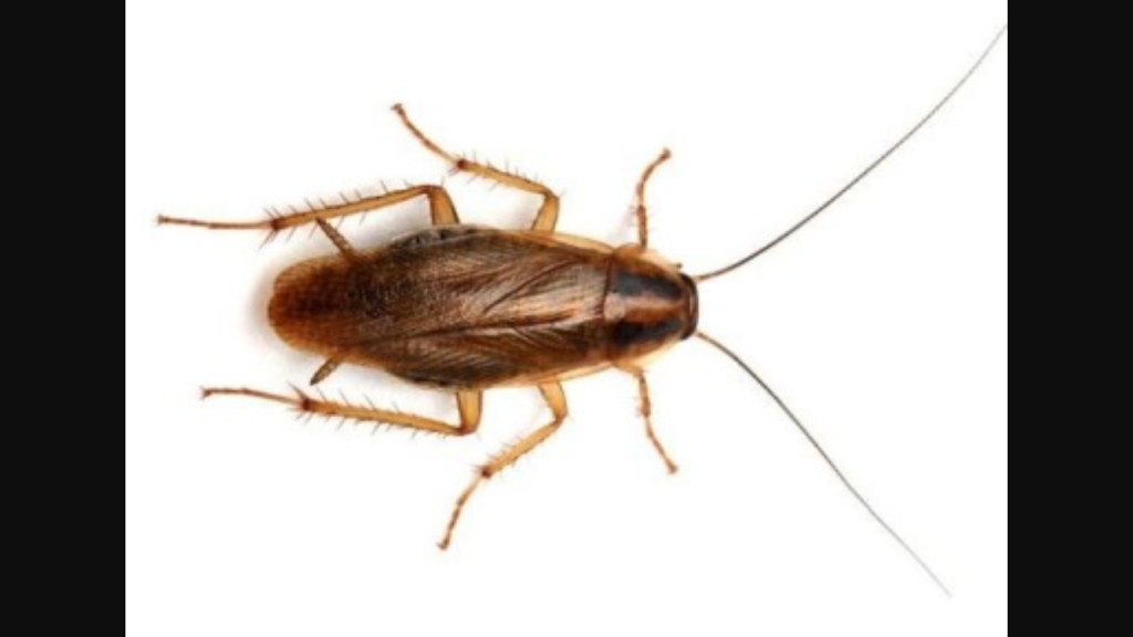 Boughtons Pest Control | 48 Rue Beaudry, La Salle, MB R0G 0A1, Canada | Phone: (204) 612-0923