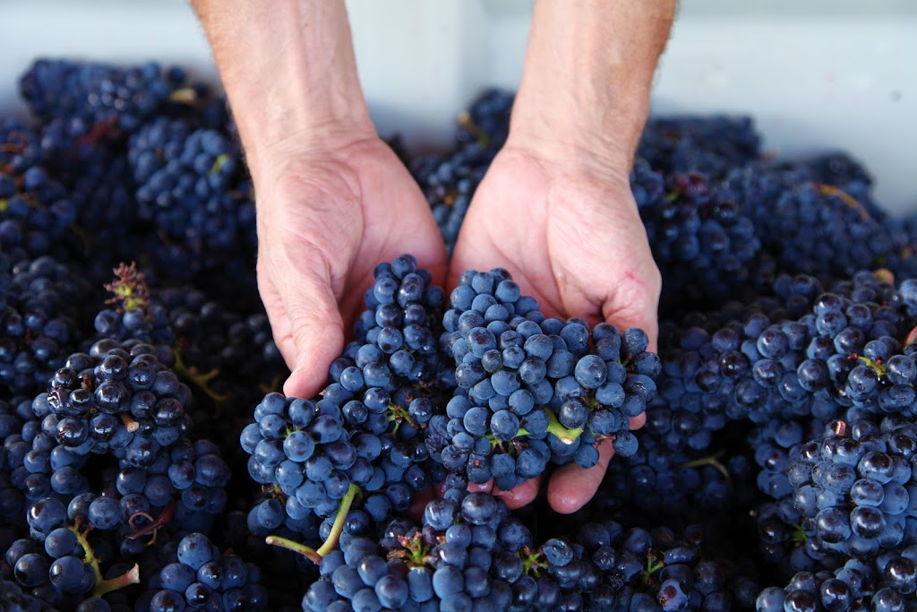 SpearHead Winery | 3950 Spiers Rd, Kelowna, BC V1W 4B3, Canada | Phone: (250) 763-7777