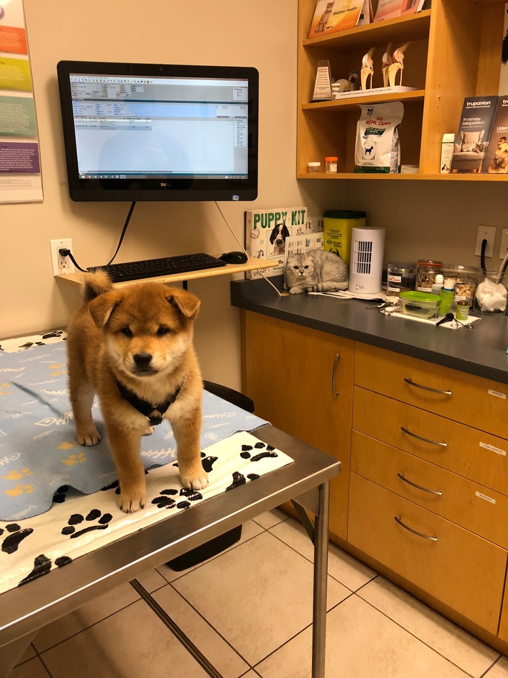 Bayview Hill Animal Hospital | 9912 Bayview Ave, Richmond Hill, ON L4C 2L3, Canada | Phone: (905) 508-1991