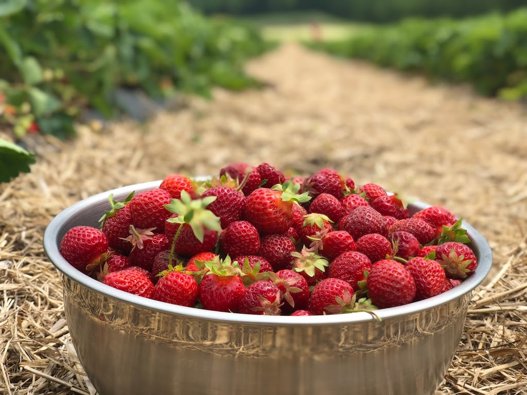Ferme St-Élie | 2073 Chemin Dion, Sherbrooke, QC J1R 0R8, Canada | Phone: (819) 829-3917