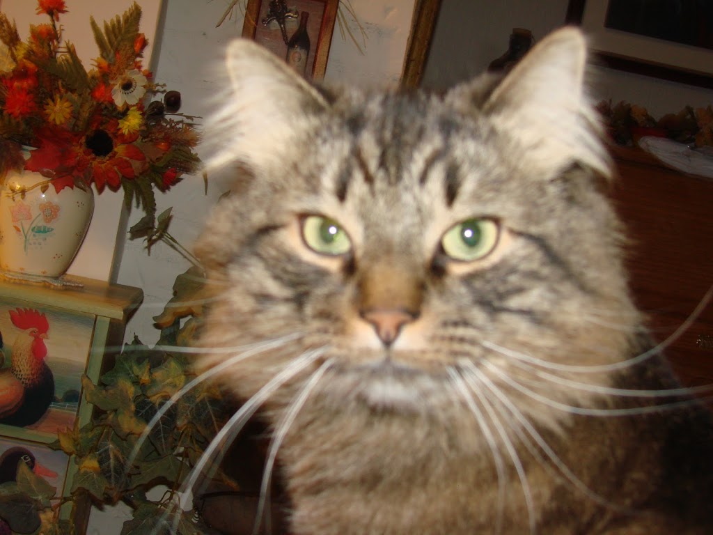 Service De Barbier Pour Chat | 674 Rue Coombs, Sherbrooke, QC J1N 2B6, Canada | Phone: (819) 791-2111