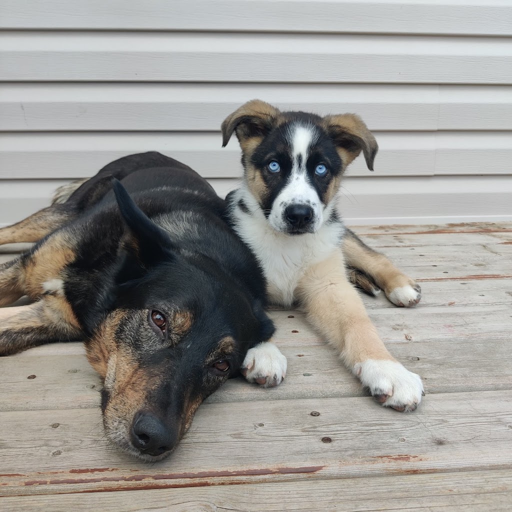 K9S 2ND HOME | Royal Oak, Calgary, AB T3G 5H9, Canada | Phone: (403) 390-8009