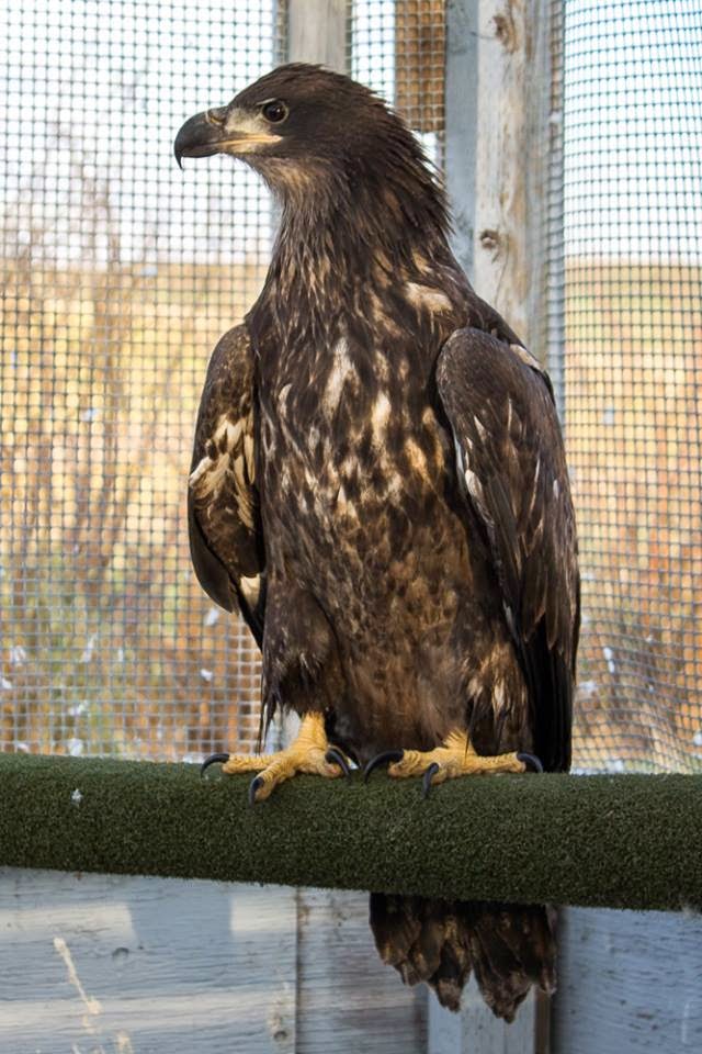 Alberta Institute For Wildlife Conservation | Township Road 282 and Range Road 30, Madden, AB T0M 1L0, Canada | Phone: (403) 946-2361