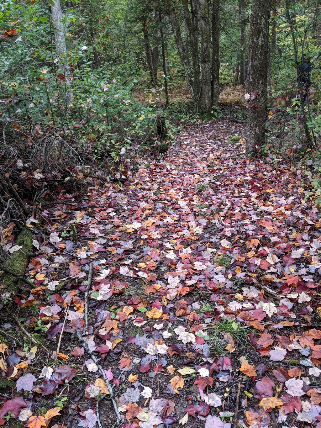 Étang Boisvert | 166 Chemin Brochu, Cookshire-Eaton, QC J0B 1M0, Canada | Phone: (819) 578-3828