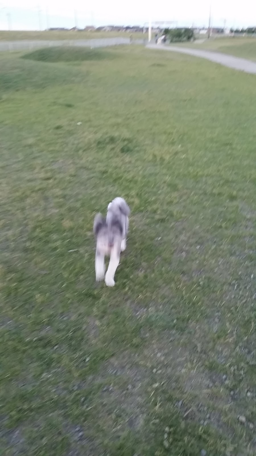 Auburn Bay Dog Park | 252 Auburn Bay Dr SE, Calgary, AB T3M, Canada | Phone: (403) 268-2489