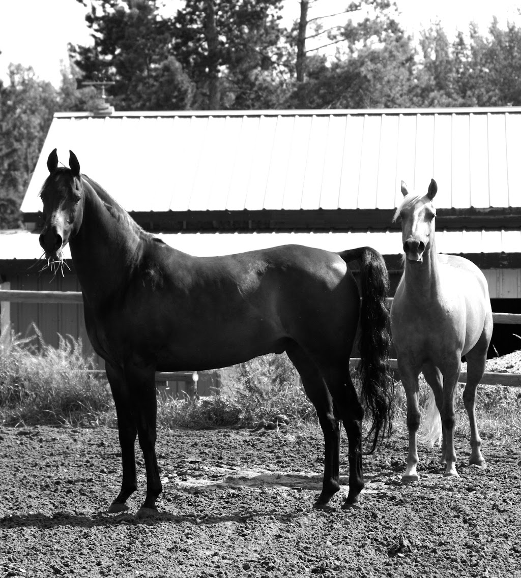 Aspen Fire Farms | Township Road 514, Stony Plain, AB T7Z 1X5, Canada | Phone: (780) 963-8113
