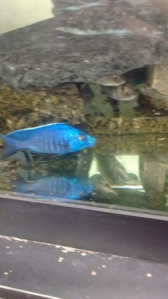 Mohawk Cichlids | Deserontyon Dr, Deseronto, ON K0K 1X0, Canada | Phone: (613) 604-3401