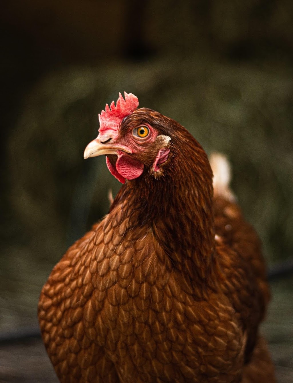 Ferme de Pointe-Fortune | 165 QC-342, Pointe-Fortune, QC J0P 1N0, Canada | Phone: (514) 941-9635