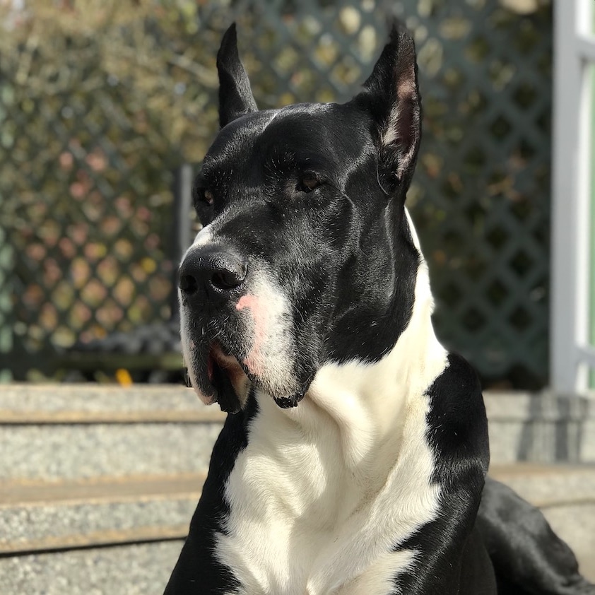 Country Squire Boarding Kennels | 24862 16 Ave, Aldergrove, BC V4W 2R6, Canada | Phone: (604) 856-7387