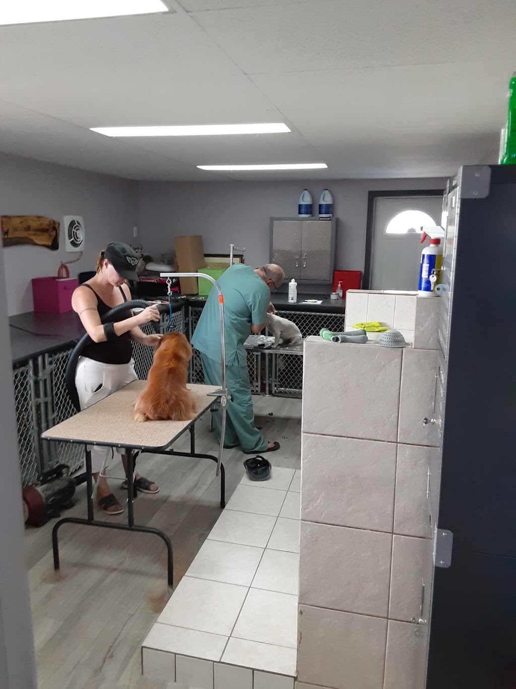 Dogs InVouge | 121 Murphy Rd, Angus, ON L0M 1B1, Canada | Phone: (705) 424-9550