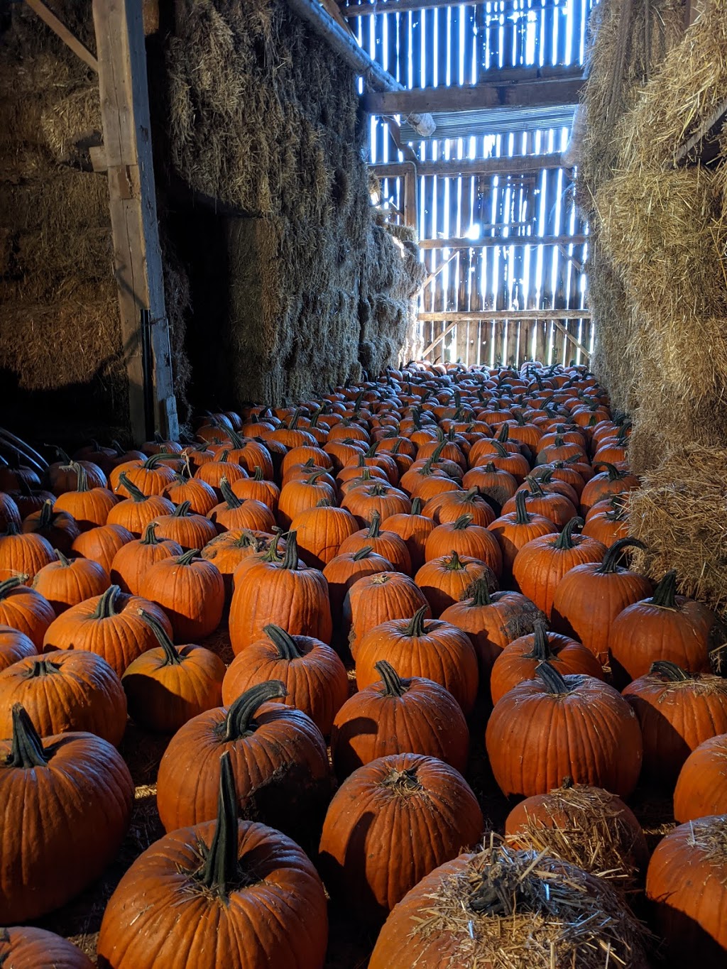 Knoxs Pumpkin Farm | 6325 Enfield Rd, Hampton, ON L0B 1J0, Canada | Phone: (905) 263-2934