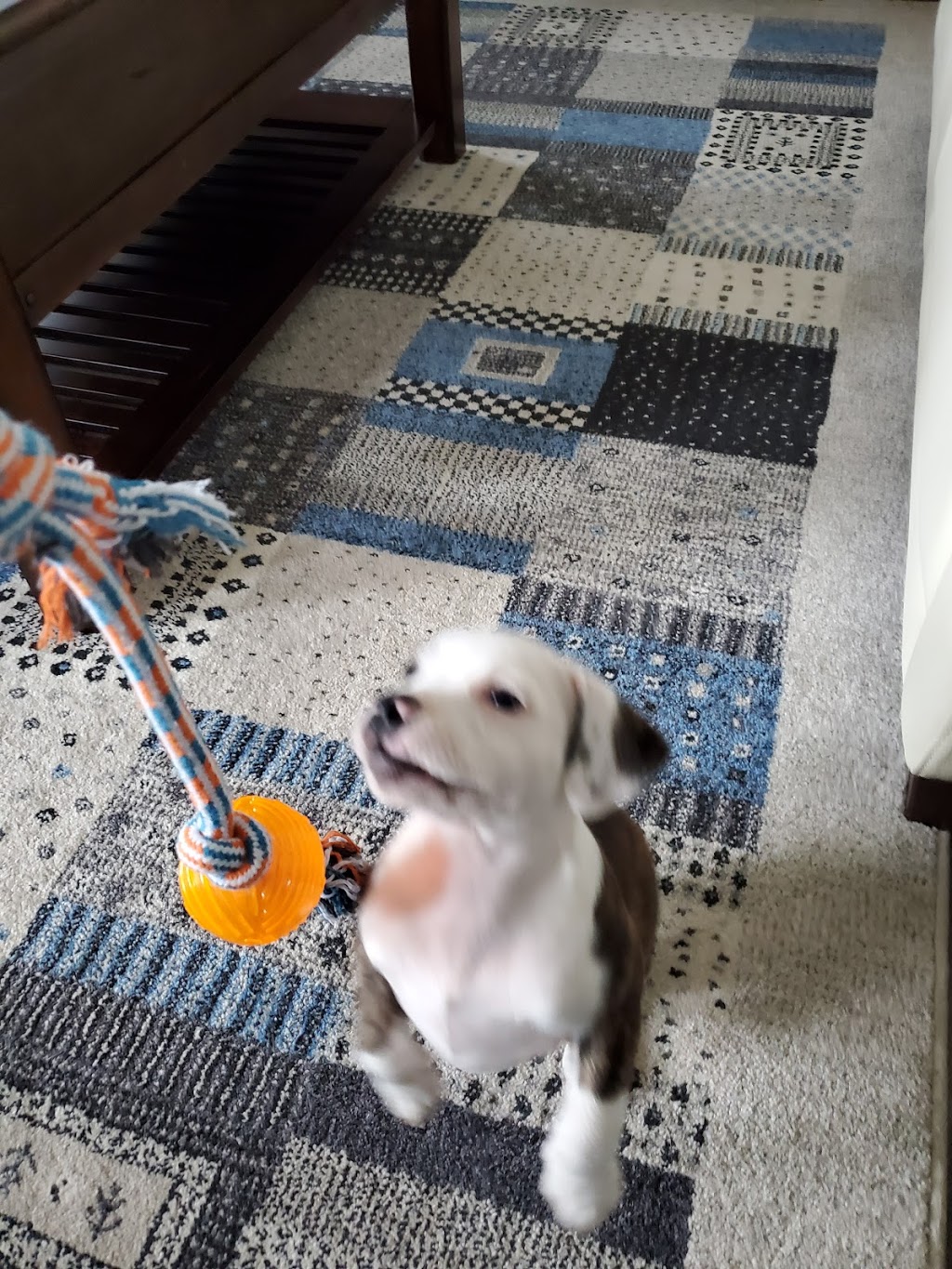 Wagzone Dog Walking & Pet Visits | 58 Graydon Dr, Mount Elgin, ON N0J 1N0, Canada | Phone: (519) 820-5359