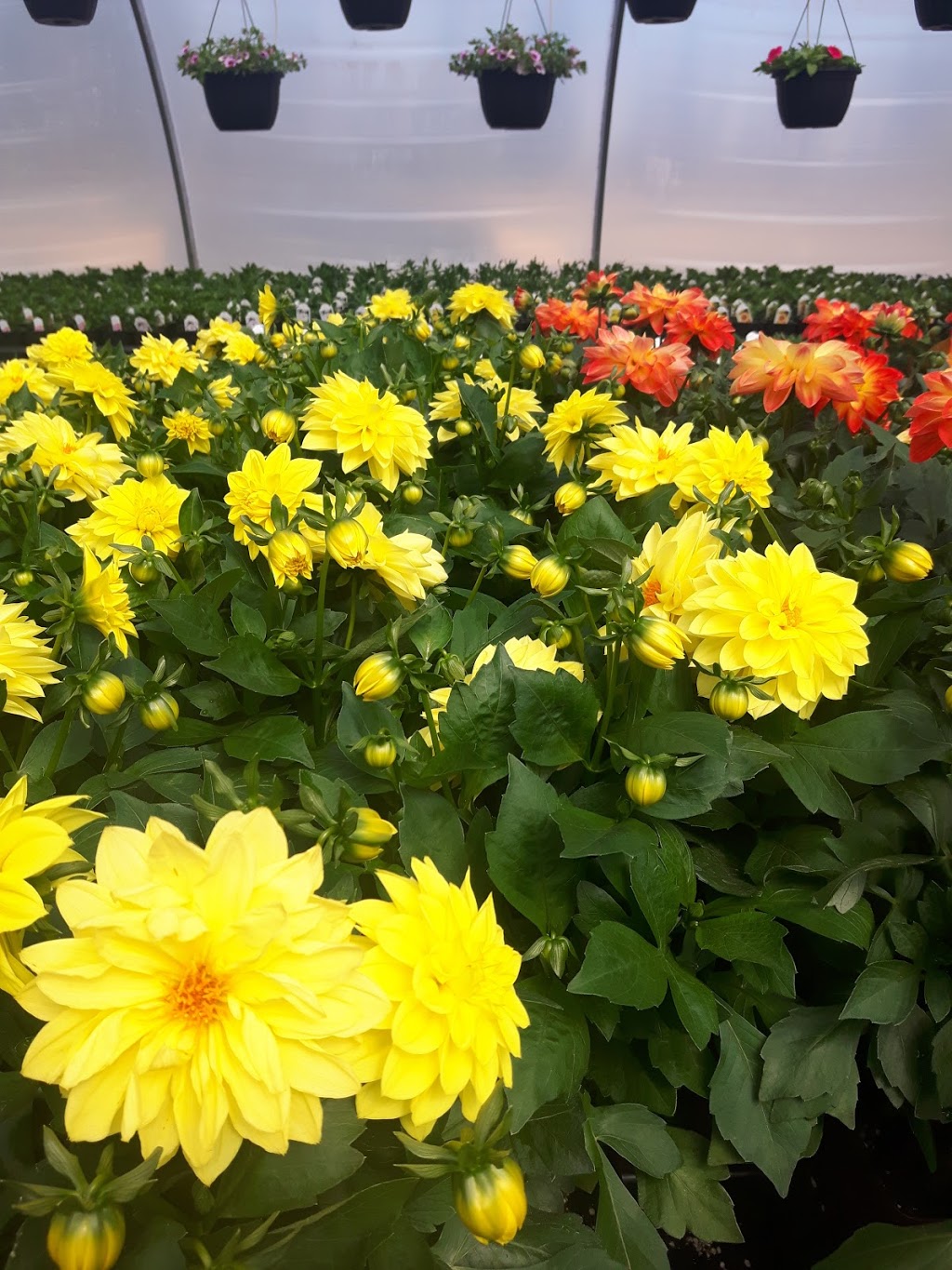 Friendly Flowers Garden Ctr | NE-15-22-2E, Arborg, MB R0C 0A0, Canada | Phone: (204) 376-2727
