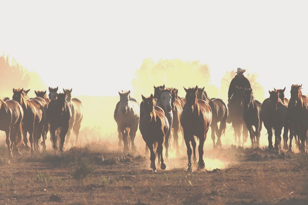 Bridle Path Tack Shop | 1356 Princess St, Kingston, ON K7M 3E2, Canada | Phone: (613) 548-8218