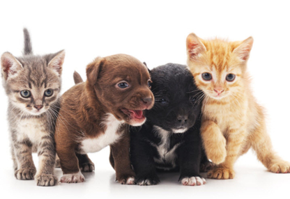 Stave Lake Veterinary Hospital | 7871 Stave Lake St E130, Mission, BC V2V 0B5, Canada | Phone: (604) 286-0160