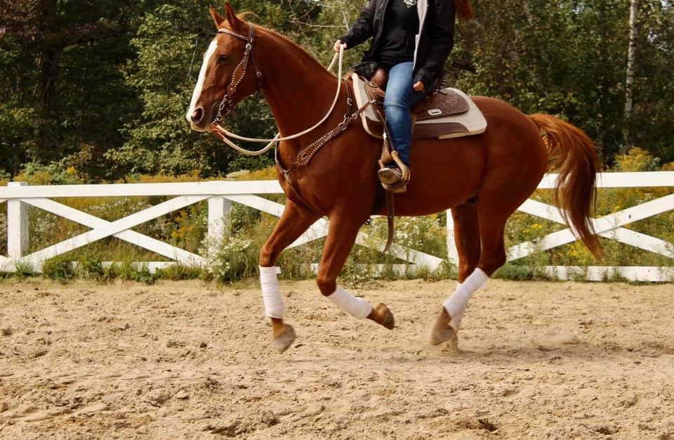 Ranch Traversy | 320 Rte OBrien, Lefebvre, QC J0H 2C0, Canada | Phone: (819) 473-3450