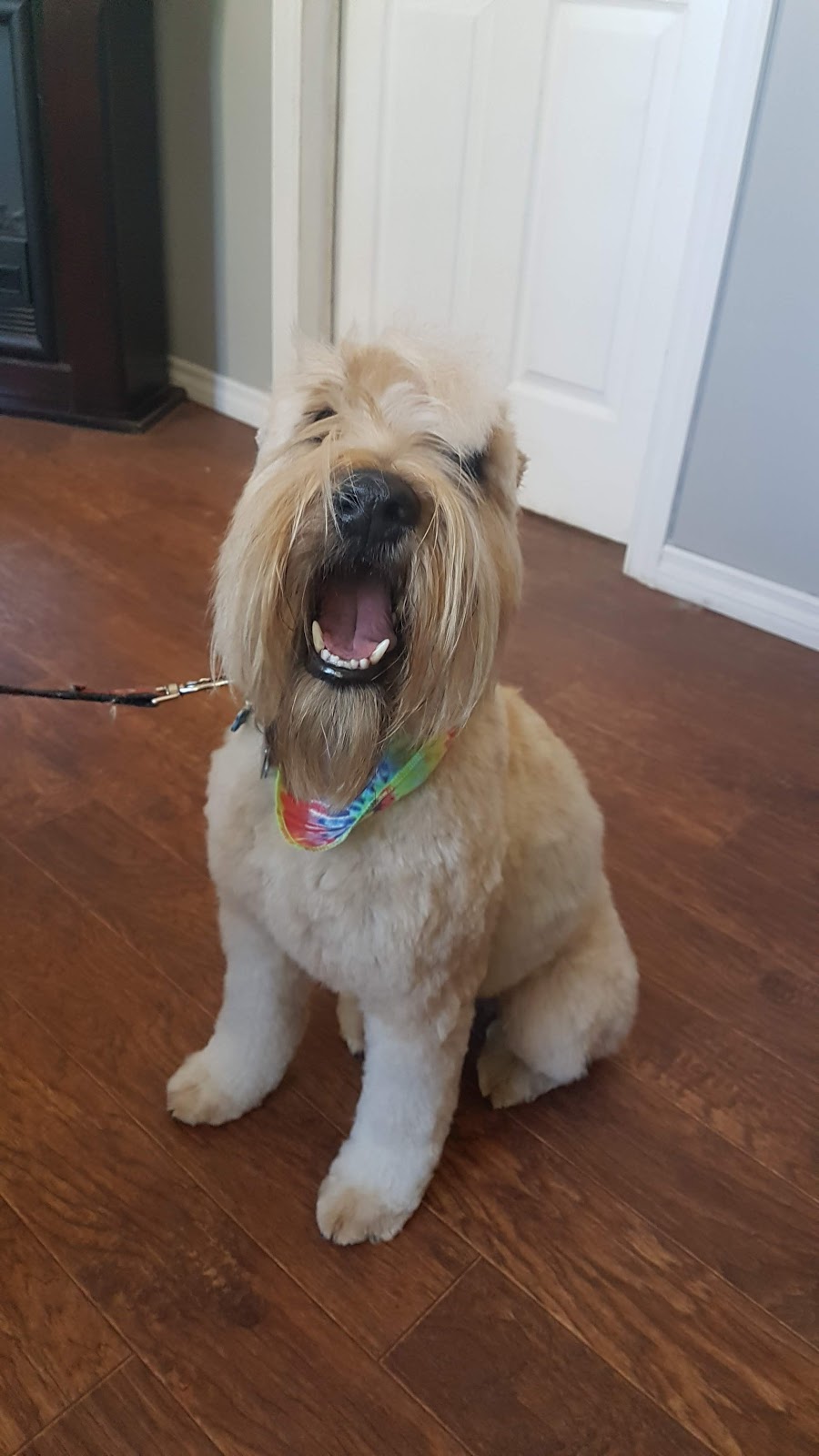 Pampered Pooch | 107 Albert St, Midland, ON L4R 4L3, Canada | Phone: (705) 526-1335