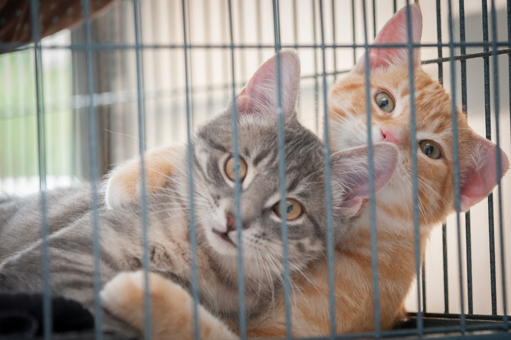 Bronte Road Animal Hospital | 2544 Speers Rd, Oakville, ON L6L 5W8, Canada | Phone: (905) 825-2100