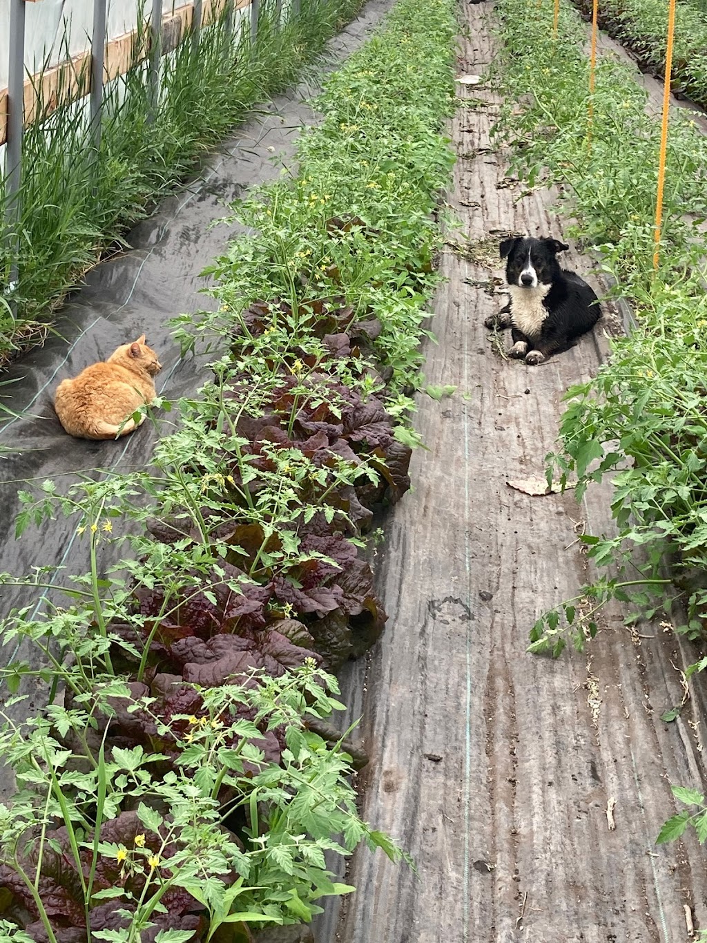 Blue Lagoon Organics Farm | 1A3 781, MB-26, Saint François Xavier, MB R4L 1A2, Canada | Phone: (204) 864-2277