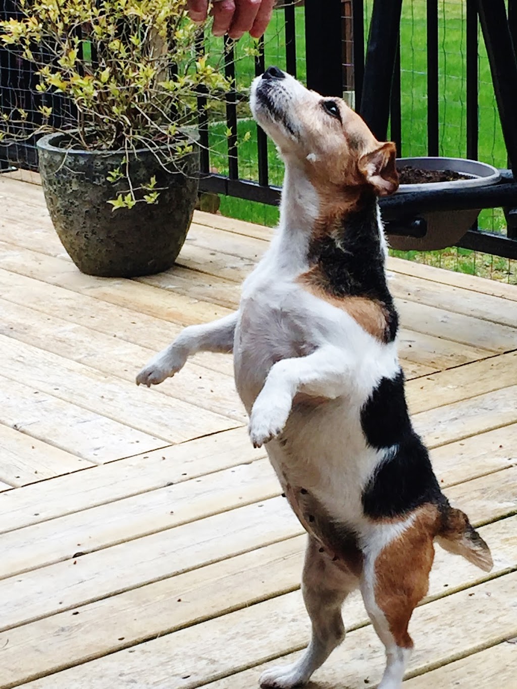 Chemainus Doggieland Kennels | 3383 River Rd, Chemainus, BC V0R 1K3, Canada | Phone: (250) 416-0019