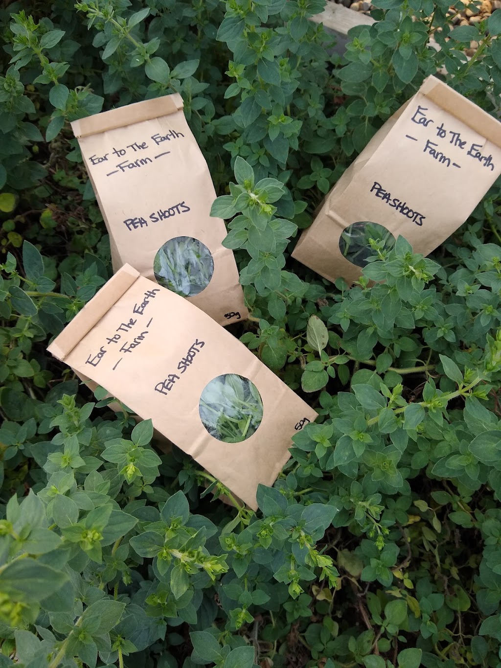 Ear to The Earth Farm | 31170 Range Road 52A #10, Site 2, RR 2, Sundre, AB T0M 1X0, Canada | Phone: (403) 907-4590