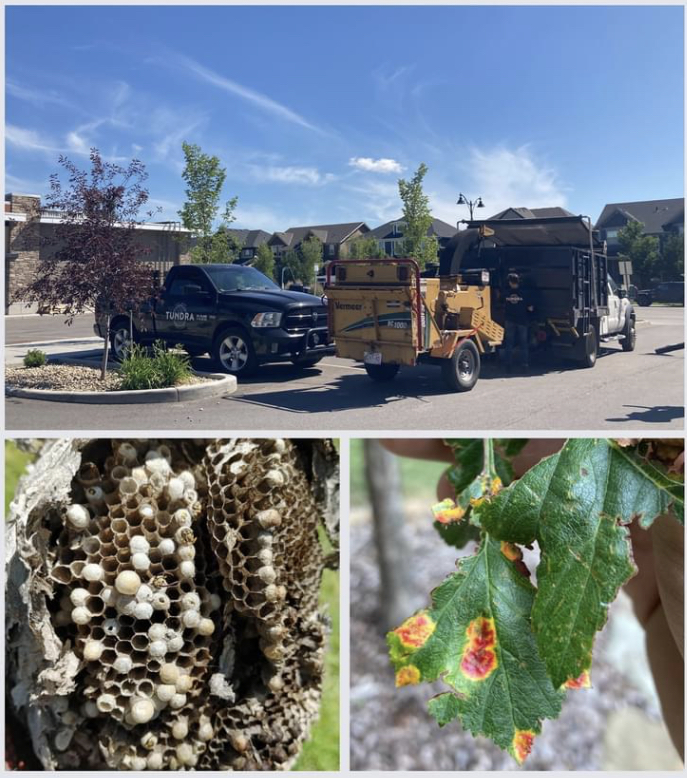 Tundra Tree Care | 1055 72 Ave NW, Calgary, AB T2K 5S4, Canada | Phone: (587) 888-6656