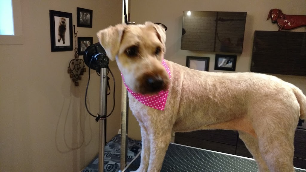 Aux Belles Gueules - Toilettage pour Chiens Petits et Moyens | 624 Rue Sainte-Famille, Contrecoeur, QC J0L 1C0, Canada | Phone: (450) 846-2864