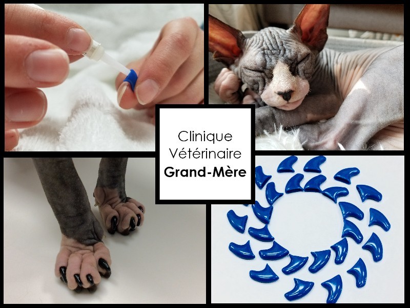 Clinique Vétérinaire Passionimo Grand-Mère | 799 Avenue de Grand-Mère, Grand-Mère, QC G9T 2H8, Canada | Phone: (819) 533-3663