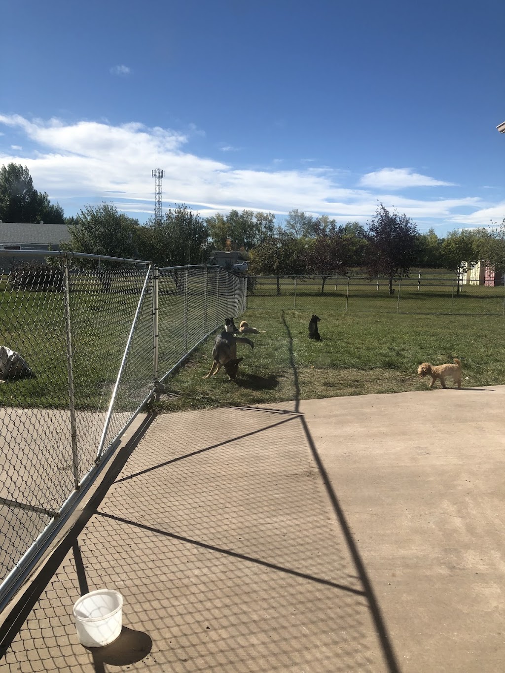 Cathys Dog daycare & Boarding | 3275 88 St SE, Calgary, AB T1X 0L5, Canada | Phone: (587) 889-3164