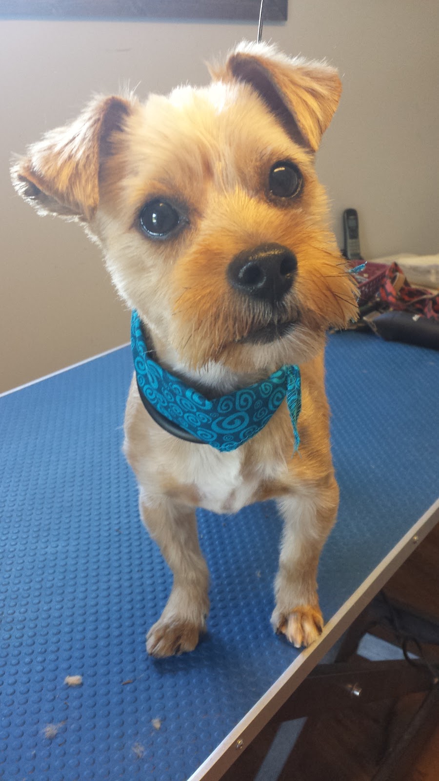 Toilettage woof-woof | St Michel, Magog, QC J1X 4H6, Canada | Phone: (819) 769-0811
