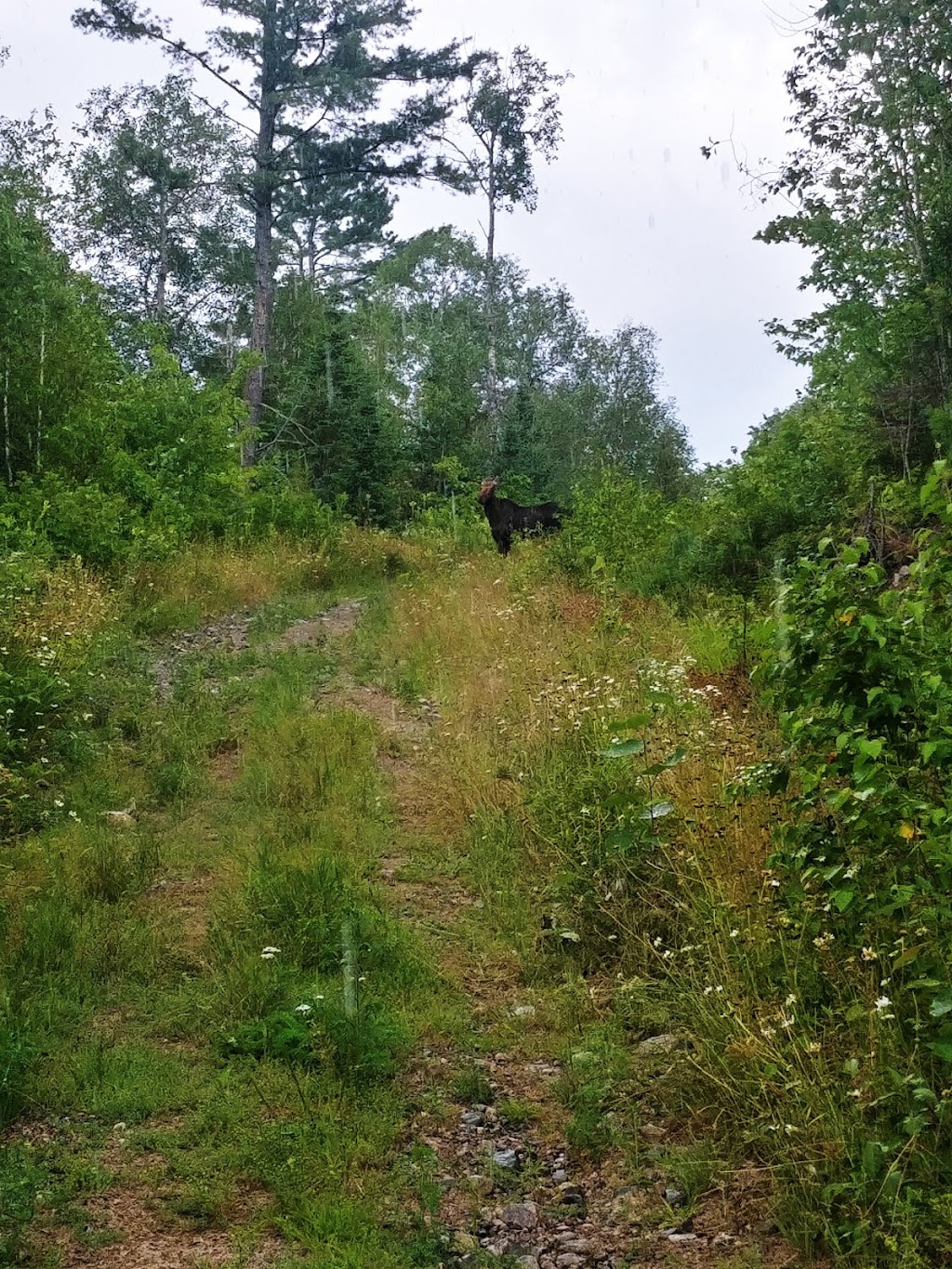 Mukwa Adventures | Espaniel Rd, Massey, ON P0P 1P0, Canada | Phone: (705) 208-0477