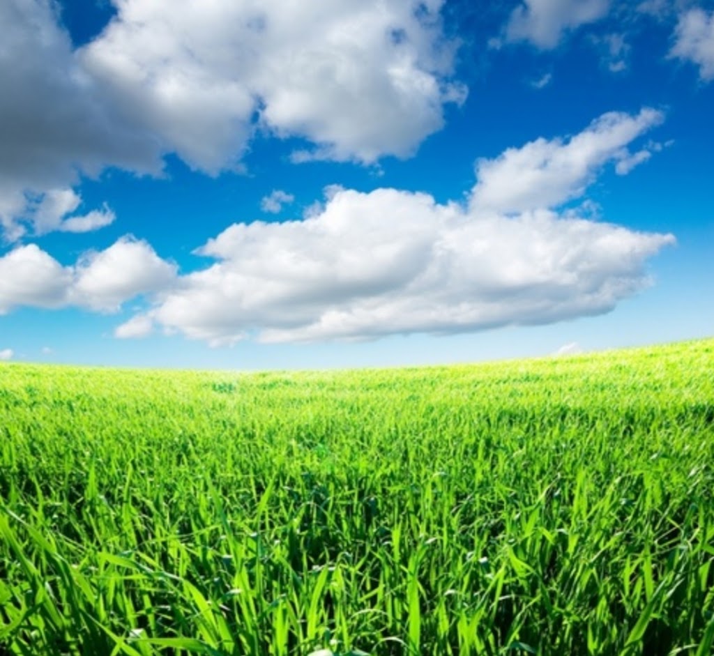 MAMA BEARS LAWN CARE | 4476 Willick Rd, Niagara Falls, ON L2G 0W4, Canada | Phone: (905) 351-2611