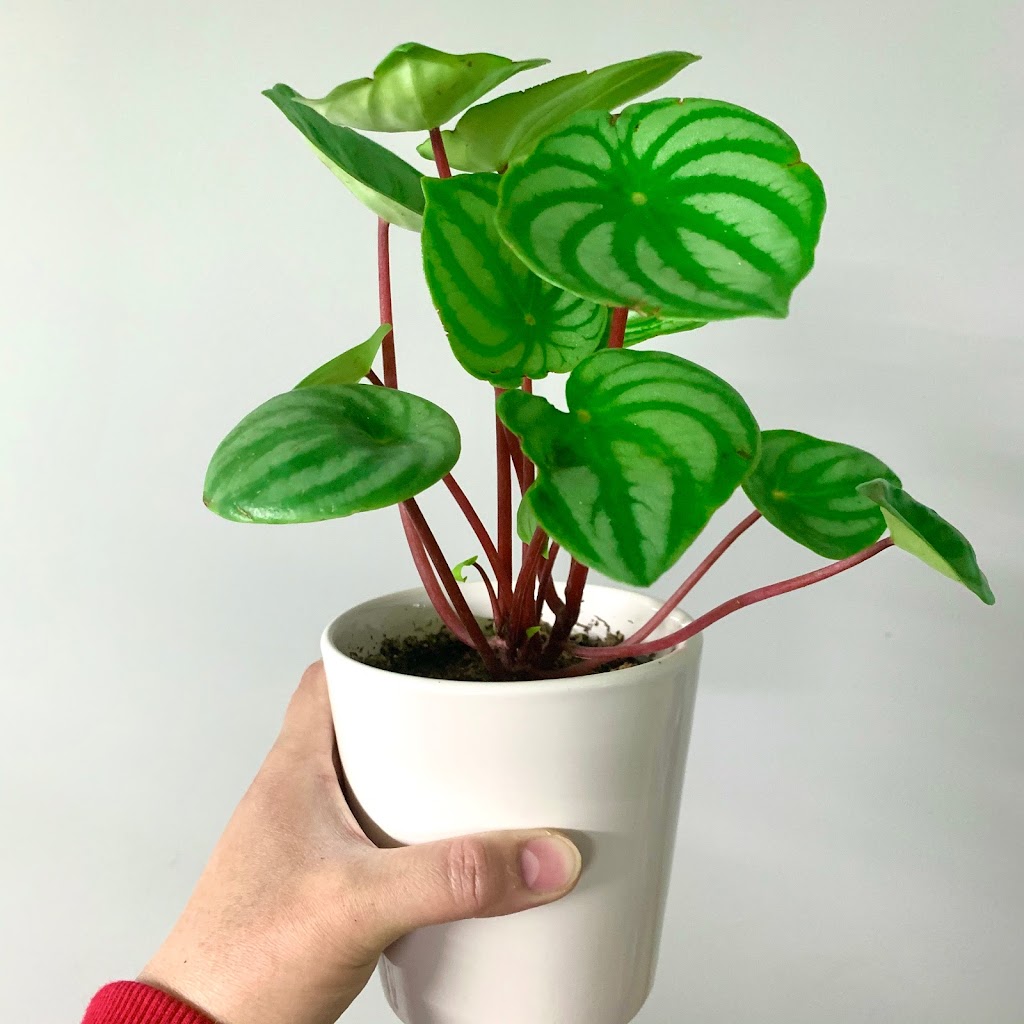 Tropikal-Leaf Wonders | 896 Elmhurst Rd, Winnipeg, MB R3R 0V4, Canada | Phone: (204) 914-4516