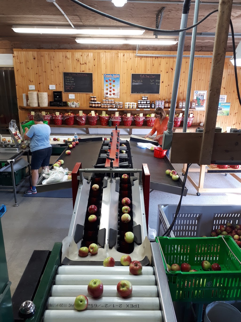 Blakes Apple Orchard | 42933 St Michaels Rd, Brussels, ON N0G 1H0, Canada | Phone: (519) 887-6972