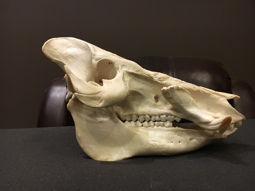 Bear Paw Taxidermy Studios | 11324 Larsen St, Mission, BC V4S 1L1, Canada | Phone: (604) 220-4277