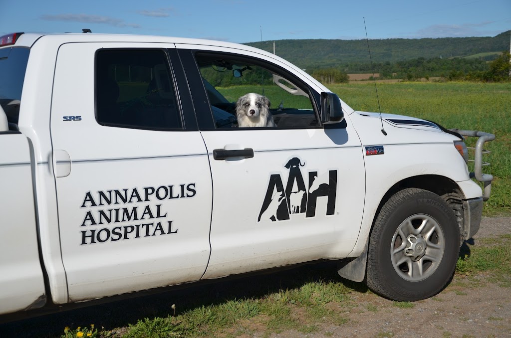 Annapolis Animal Hospital Ltd | 8902 Commercial St, New Minas, NS B4N 3C8, Canada | Phone: (902) 681-8387