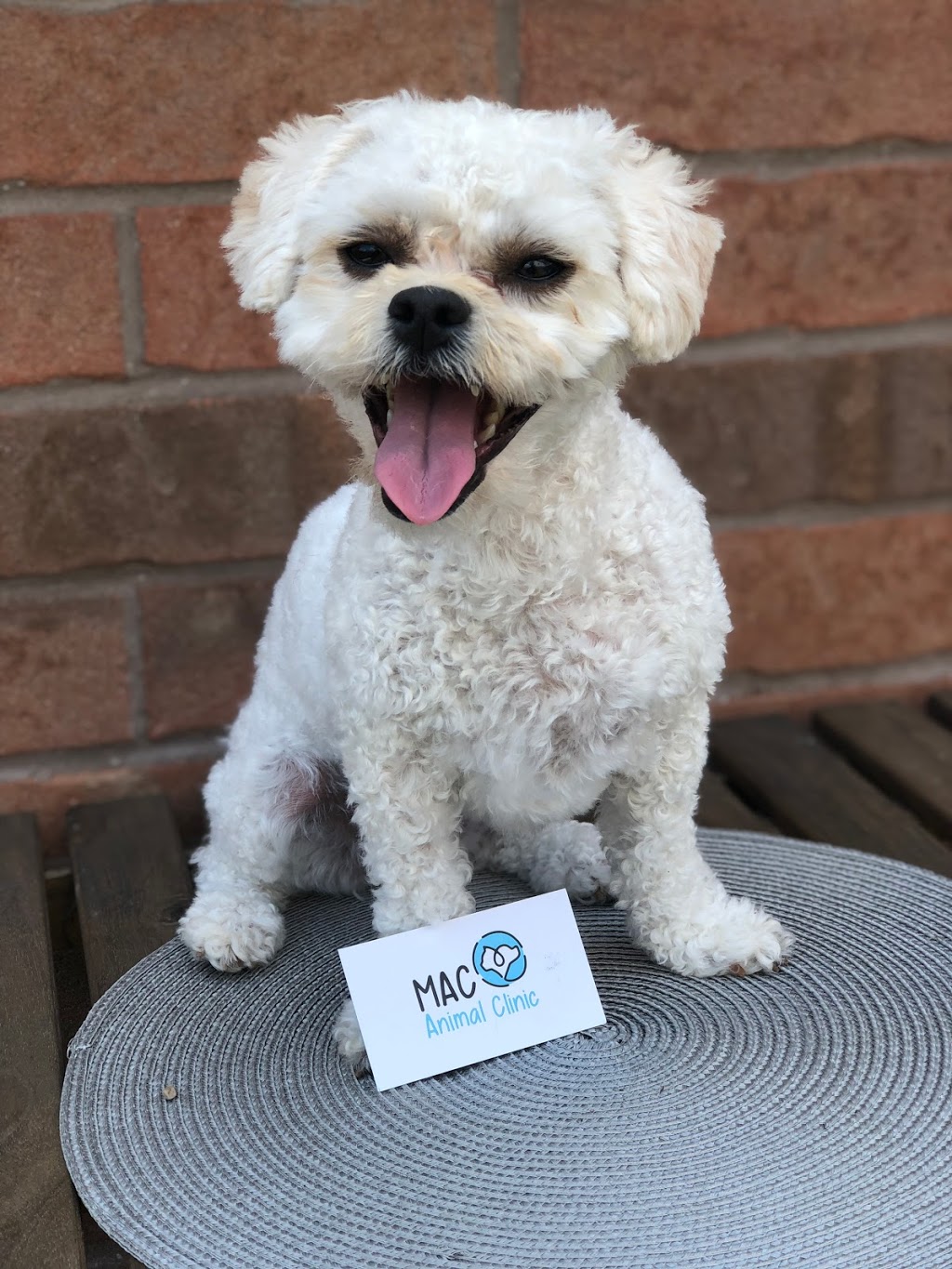 Mac Animal Clinic | 1026 Speers Rd, Oakville, ON L6L 2X4, Canada | Phone: (905) 844-6786