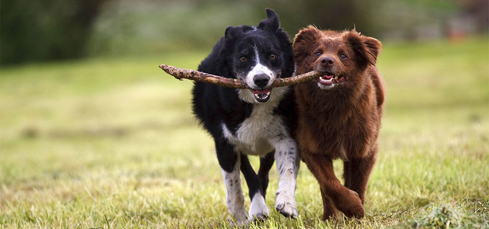 Machray Animal Hospital | 1039 McPhillips St, Winnipeg, MB R2X 2K6, Canada | Phone: (204) 586-9721