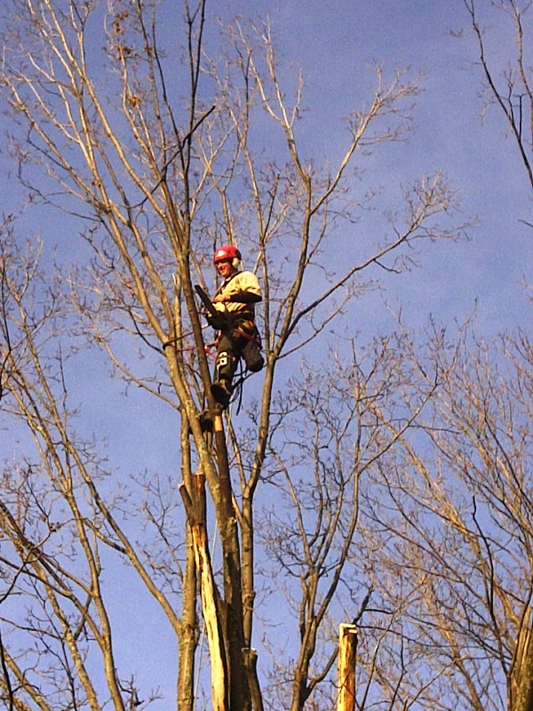 King Tree Service | 19 Dianne Ave, Cambridge, ON N1S 3J4, Canada | Phone: (519) 620-7165