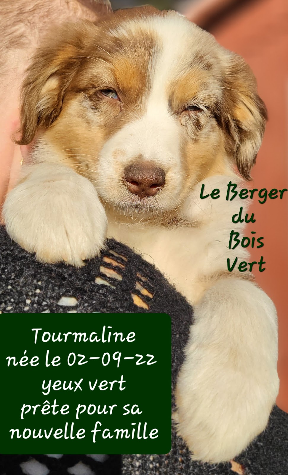 Le Berger du Bois Vert | 806a Rang 8 et 9, Saint-Rémi-de-Tingwick, QC J0A 1K0, Canada | Phone: (819) 350-8036